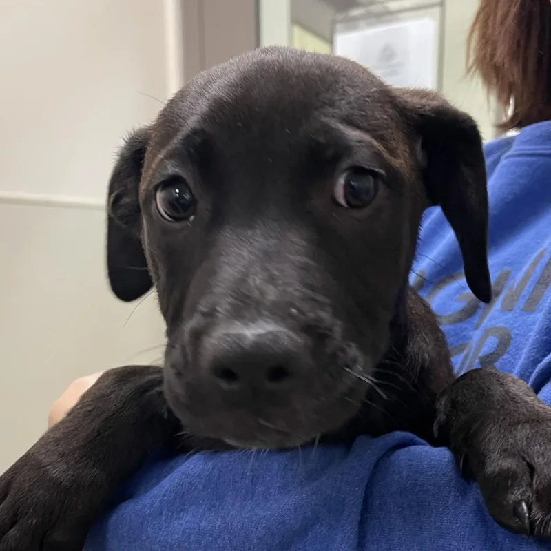 An adult medium-sized male Black Labrador Retriever dog named Hugo for adoption in Lynchburg, VA