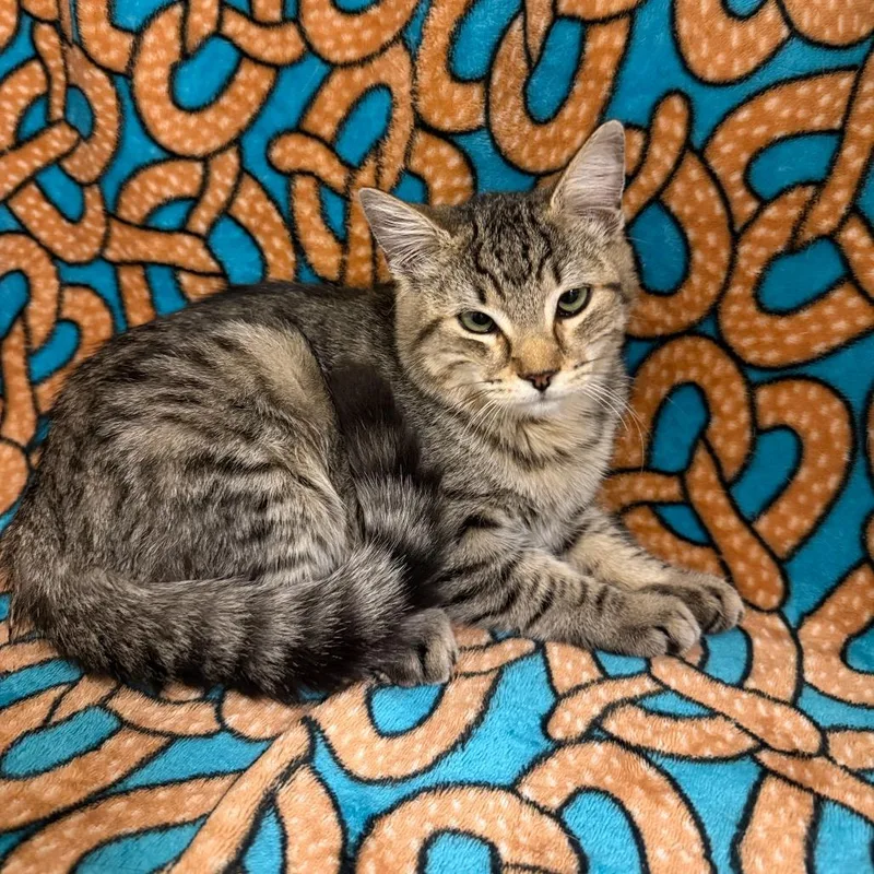 A baby small-sized male Gray / Blue / Silver Domestic Short Hair cat named Fudgesicle for adoption in Newberg, OR