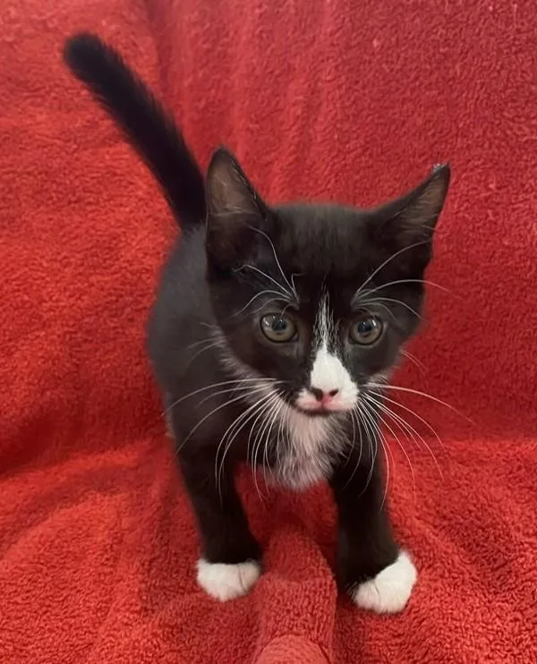 A baby medium-sized male Domestic Short Hair cat named Button for adoption in Salt Lake City, UT