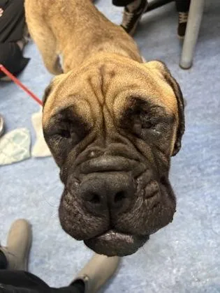 An adult large-sized female Brown / Chocolate Mastiff dog named Lorraine Gibson for adoption in Charleston, SC