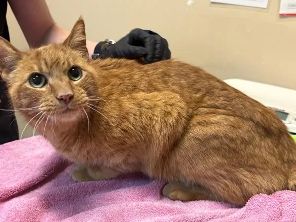 A senior medium-sized male Domestic Short Hair cat named Tommy Boy for adoption in Oceanside, CA