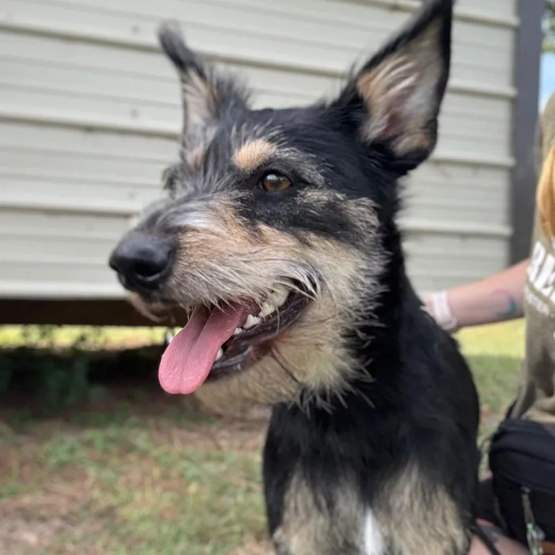 An adult small-sized female Black Terrier dog named Lola Bunny for adoption in Houston, TX