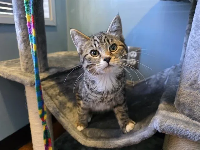 A baby small-sized male Domestic Short Hair cat named Leo for adoption in Santa Clara, CA