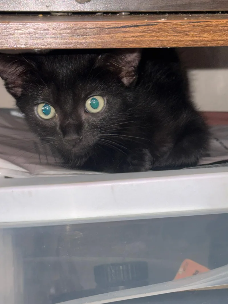 A baby small-sized female Black Domestic Short Hair cat named Bobby Hill for adoption