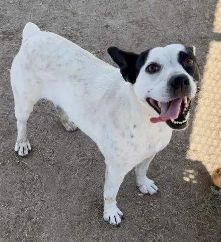 An adult medium-sized female Pit Bull Terrier dog named Oreo for adoption in Bakersfield, CA
