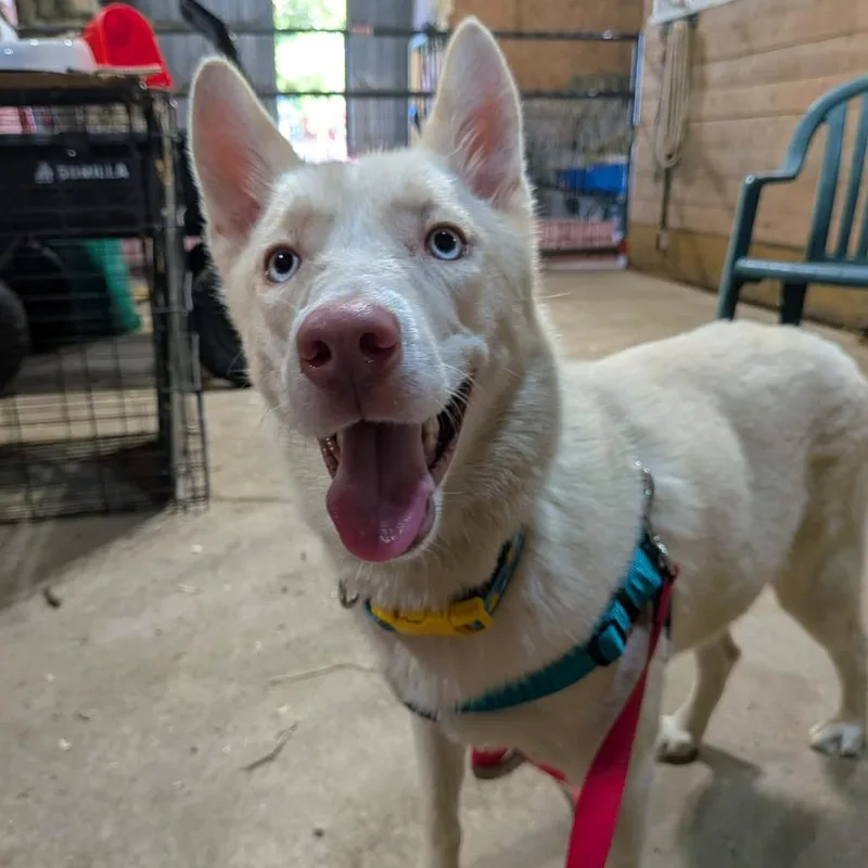 An adult medium-sized female White / Cream Mixed Breed dog named Ducky for adoption in DeKalb, IL