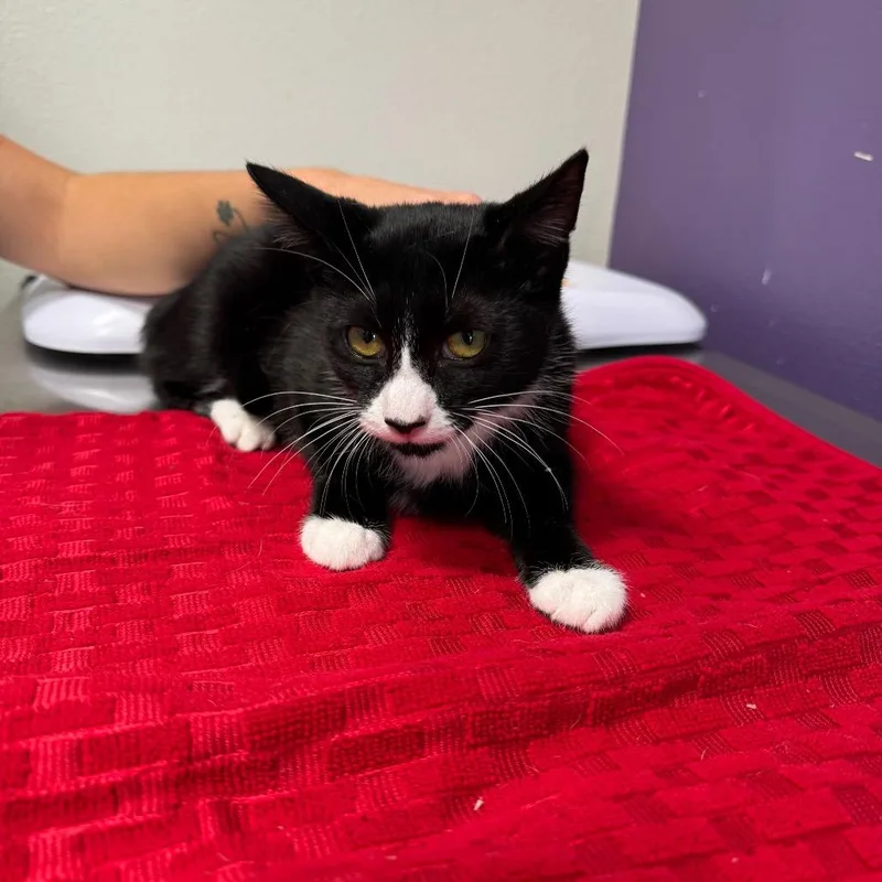 A baby small-sized female Black Domestic Short Hair cat named Minnie for adoption in Englewood, FL