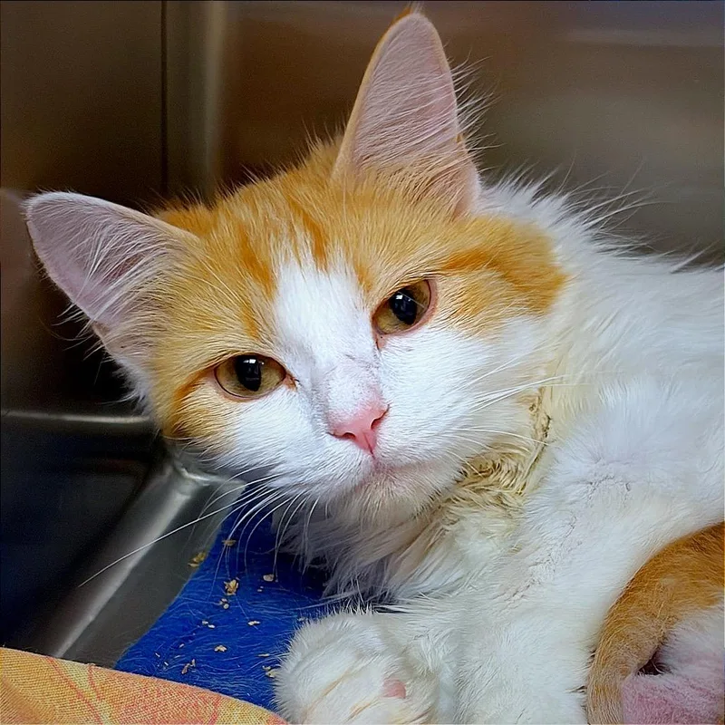 A young small-sized female Orange / Red Domestic Medium Hair cat named Tango for adoption in Hannibal, MO
