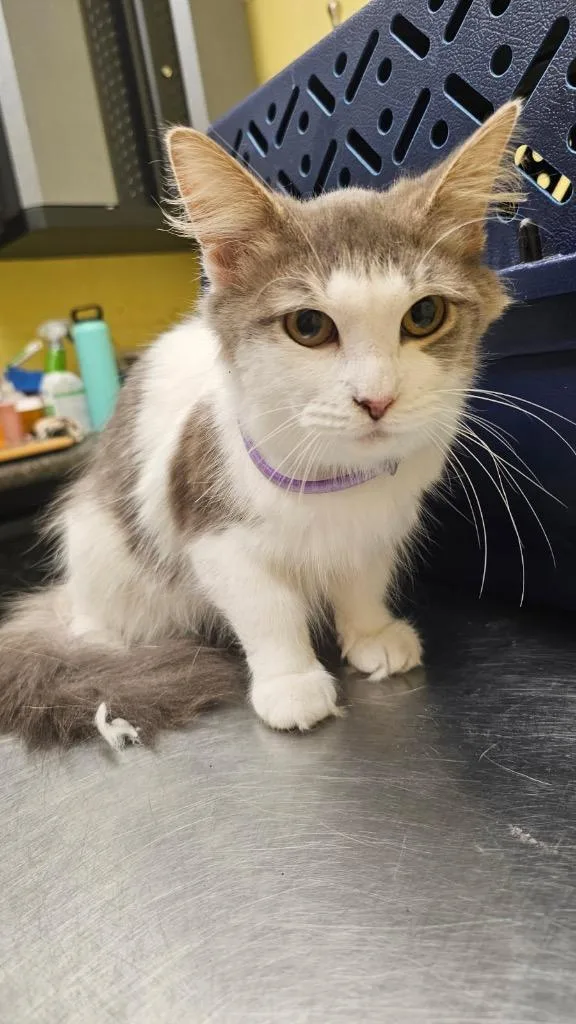 A young small-sized female Domestic Medium Hair cat named Muffin for adoption in Crossville, TN