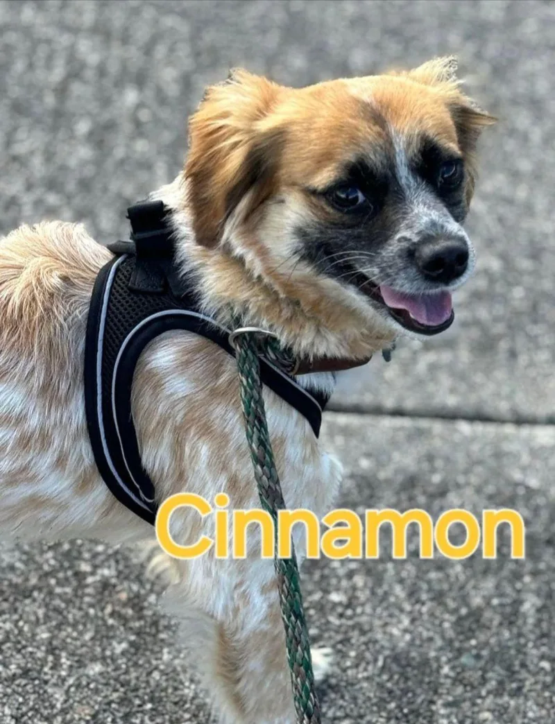 Cinnamon thumbnail 2