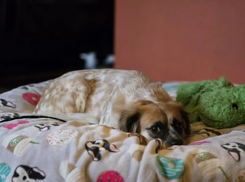 Cinnamon thumbnail 3