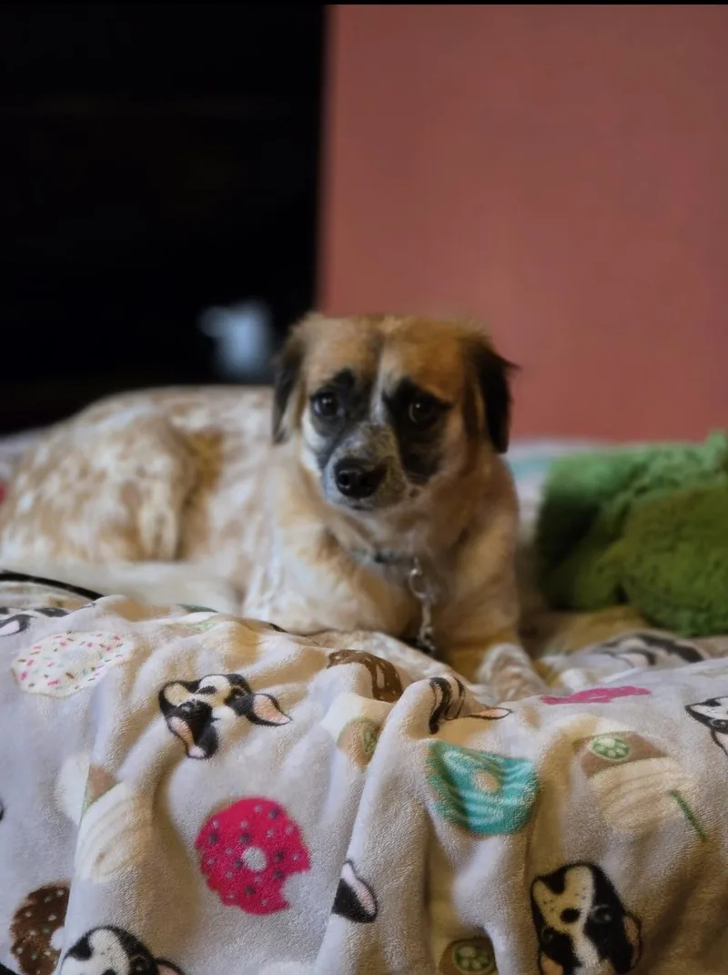 Cinnamon thumbnail 4