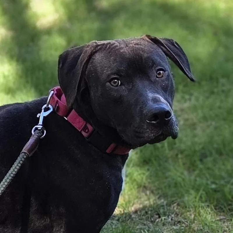 An adult medium-sized male Brown / Chocolate Pit Bull Terrier dog named Hank for adoption in Pittsford, VT