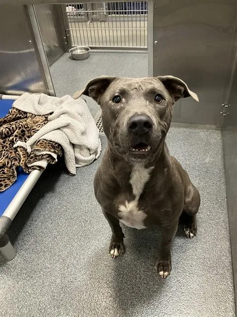 A young large-sized male Mixed Breed dog named Bucky for adoption in Dallas, TX