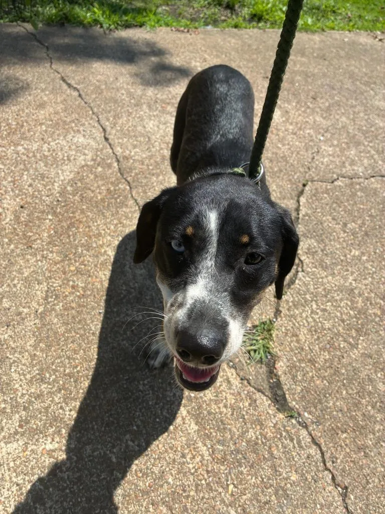 A young small-sized female Mixed Breed dog named Doreen for adoption in Chickamauga , GA