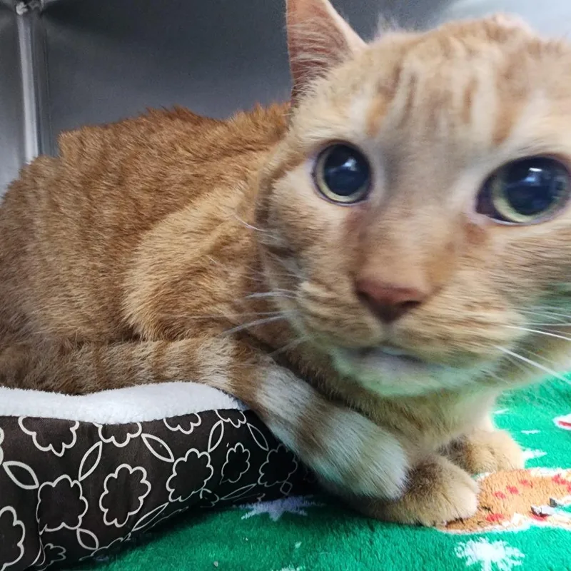 Dave The Magical Cheese thumbnail 2