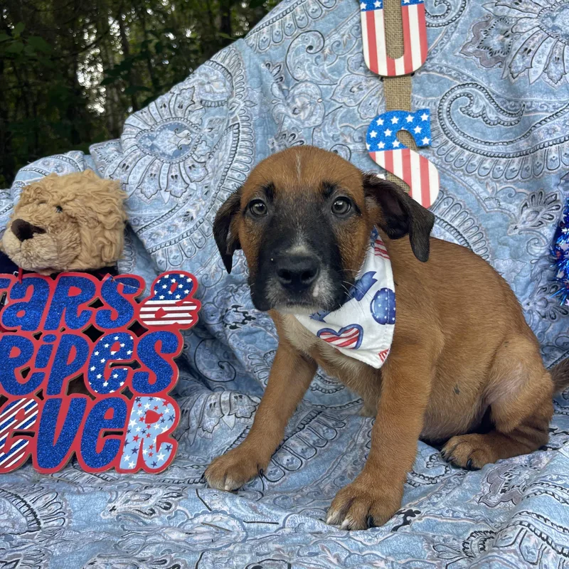 A baby medium-sized male American Bulldog dog named Sosa for adoption in Sebring, FL