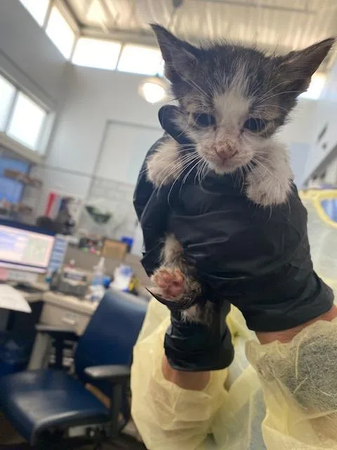 A baby medium-sized female Domestic Short Hair cat named Grace for adoption in Dallas, TX