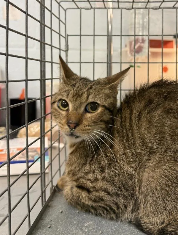 A young small-sized male Domestic Short Hair cat named Anthony for adoption in Millersville, MD