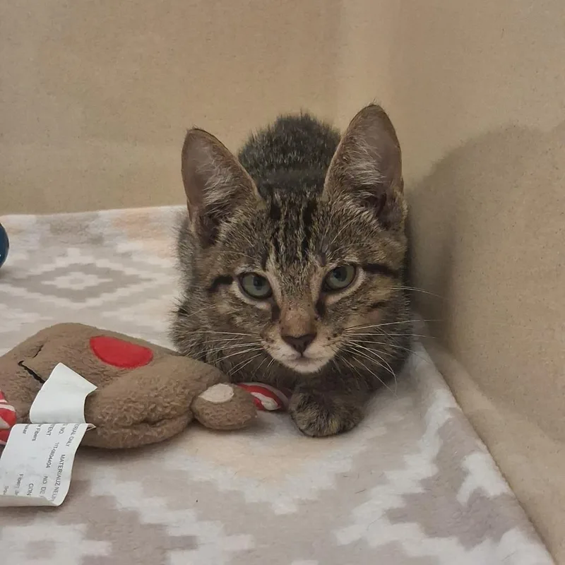 A baby medium-sized female Domestic Short Hair cat named Pip Pip La Doodly for adoption in Gautier, MS
