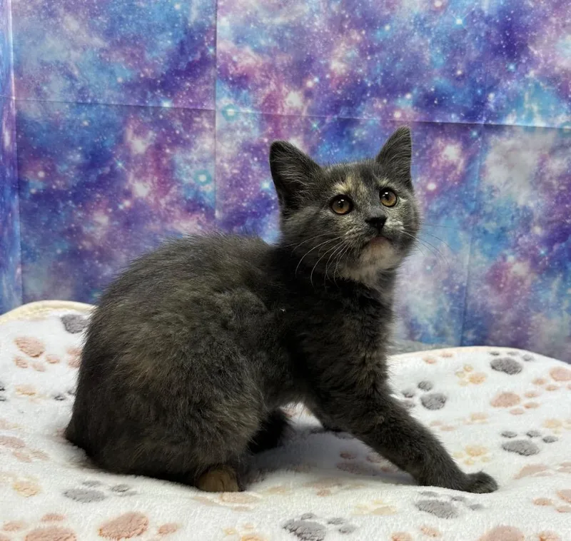 A baby small-sized female Domestic Medium Hair cat named Gum Drop for adoption in Washington Court House, OH