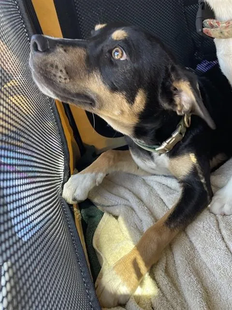 A baby small-sized female German Shepherd Dog dog named Poppy for adoption in Stockton, CA
