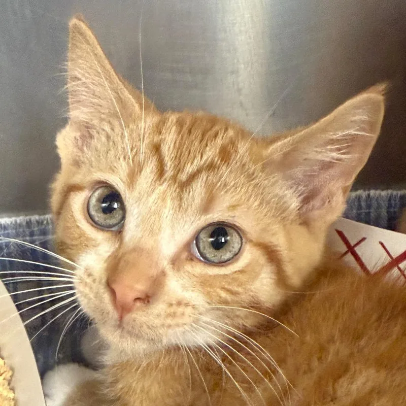 A baby small-sized male Buff / Tan / Fawn Domestic Short Hair cat named Fred for adoption in Perkiomenville, PA