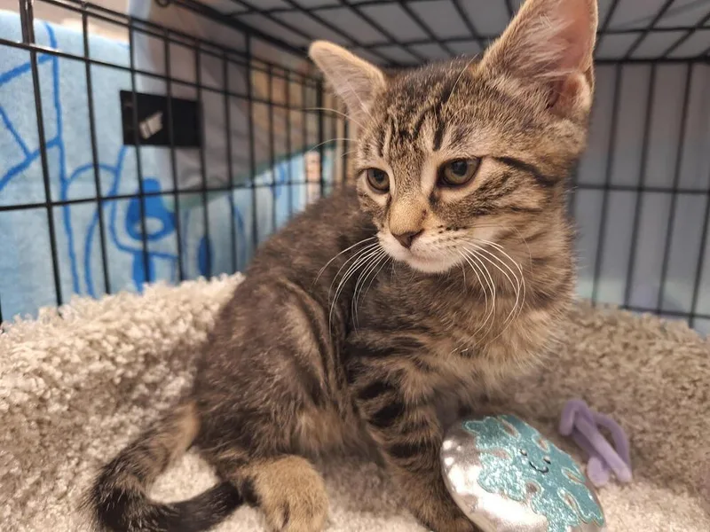 A baby small-sized male Domestic Short Hair cat named Monkey for adoption in Lancaster, CA