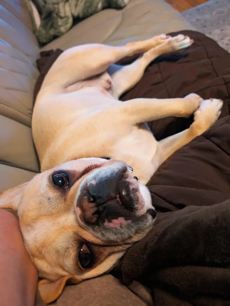 Reggie thumbnail 3