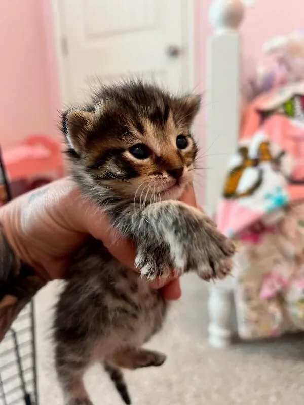 A baby medium-sized male Gray / Blue / Silver Domestic Short Hair cat named Gunner for adoption in Belton, MO