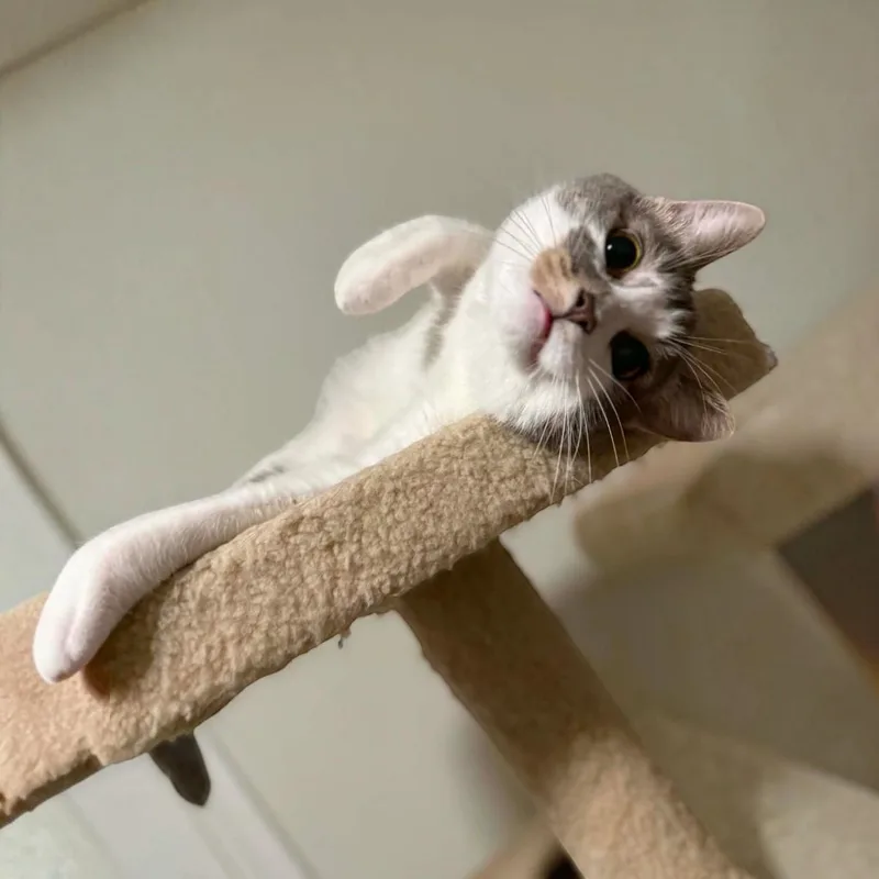 A young medium-sized male Gray & White Domestic Short Hair cat named Lip & Zara for adoption in Fort Worth, TX
