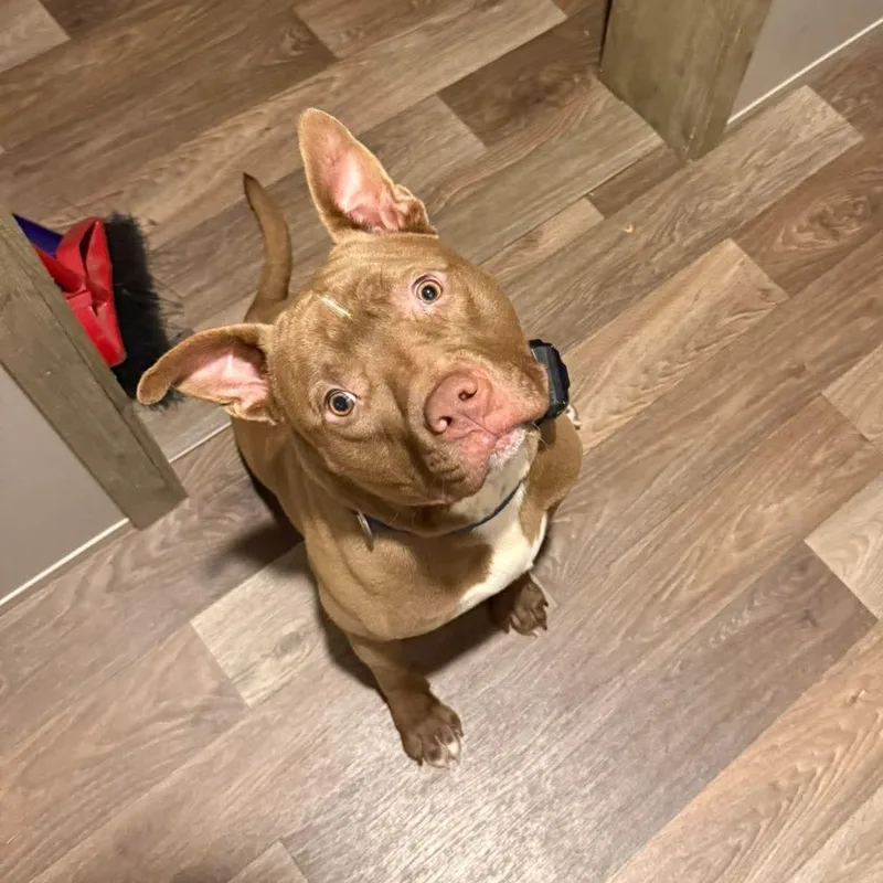 A young medium-sized male Brown / Chocolate American Bully dog named Jericho for adoption in Zuni, VA