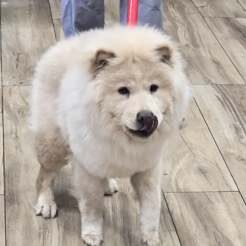 A baby medium-sized male Yellow / Tan / Blond / Fawn Chow Chow dog named Fozzie for adoption in Newark, NJ