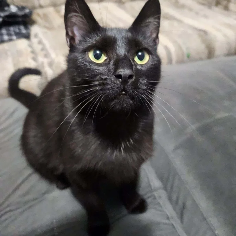 An adult medium-sized female Black Domestic Short Hair cat named Cora for adoption in Delta, OH