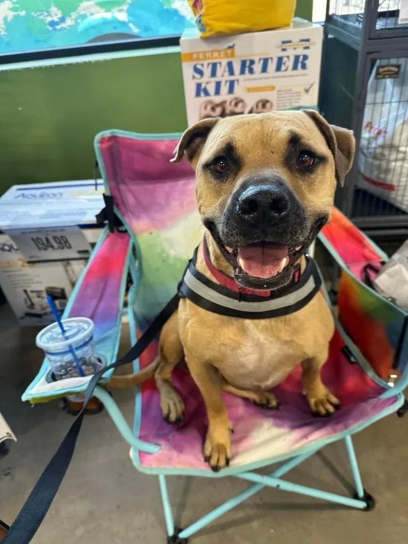 An adult medium-sized male Yellow / Tan / Blond / Fawn Black Mouth Cur dog named Wesleywonderfully Sweet for adoption in Stephenville, TX