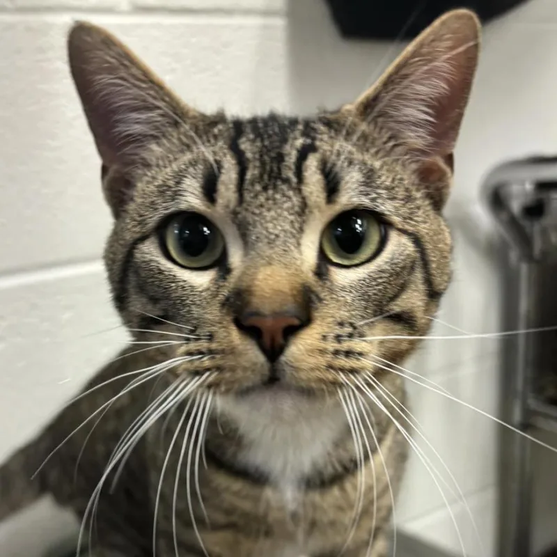 An adult large-sized male Brown / Chocolate Domestic Short Hair cat named Cash for adoption in Corpus Christi, TX