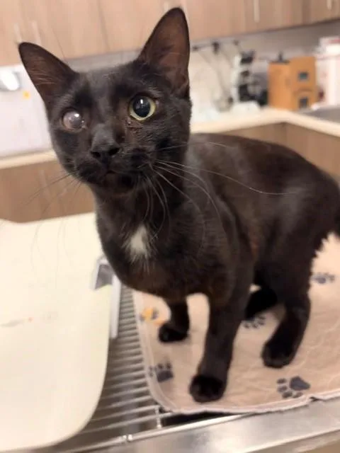 A young medium-sized male Domestic Short Hair cat named Oreo for adoption in Baytown, TX