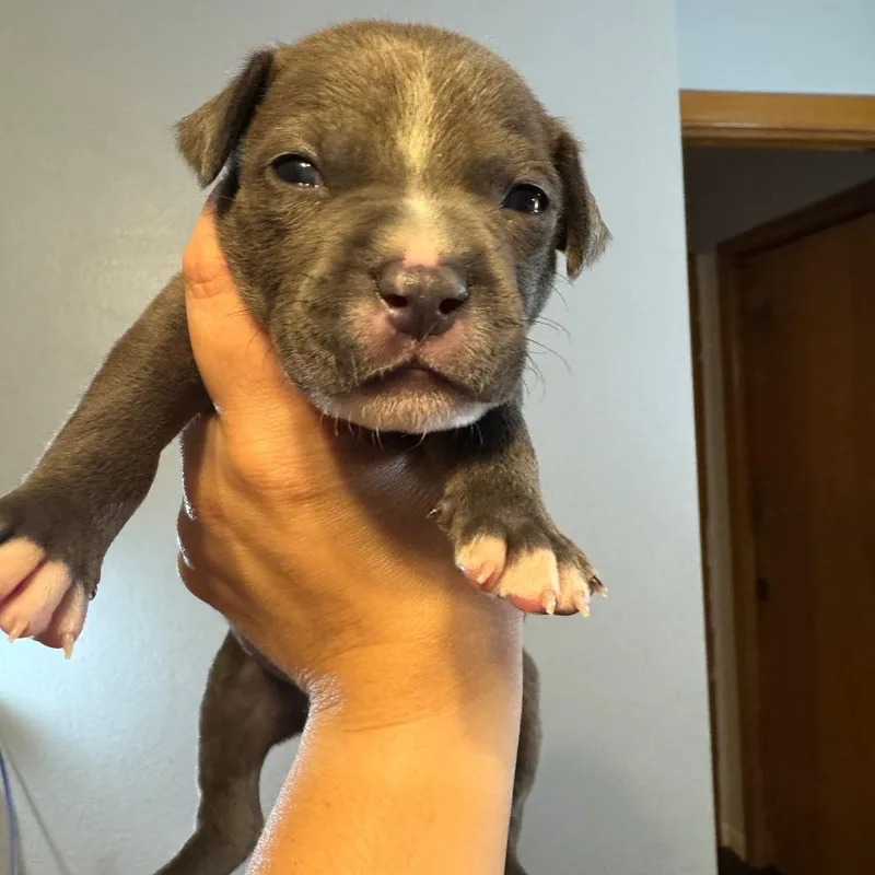 A baby medium-sized male Gray / Blue / Silver Pit Bull Terrier dog named Rudder for adoption in Port Richey, FL