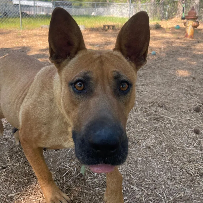 An adult medium-sized female Red / Chestnut / Orange Mixed Breed dog named Laken for adoption in Valley, AL