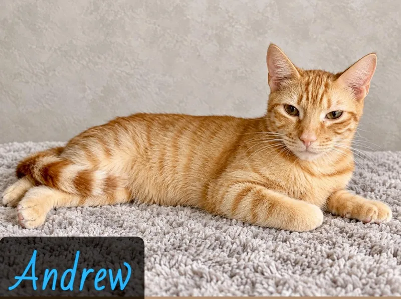 A young medium-sized male Orange & White Domestic Short Hair cat named Andrew for adoption in Englewood, FL