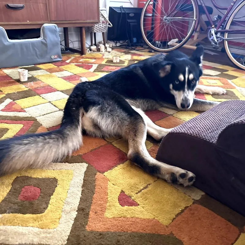An adult medium-sized female Black Siberian Husky dog named Cindy for adoption in New Orleans, LA