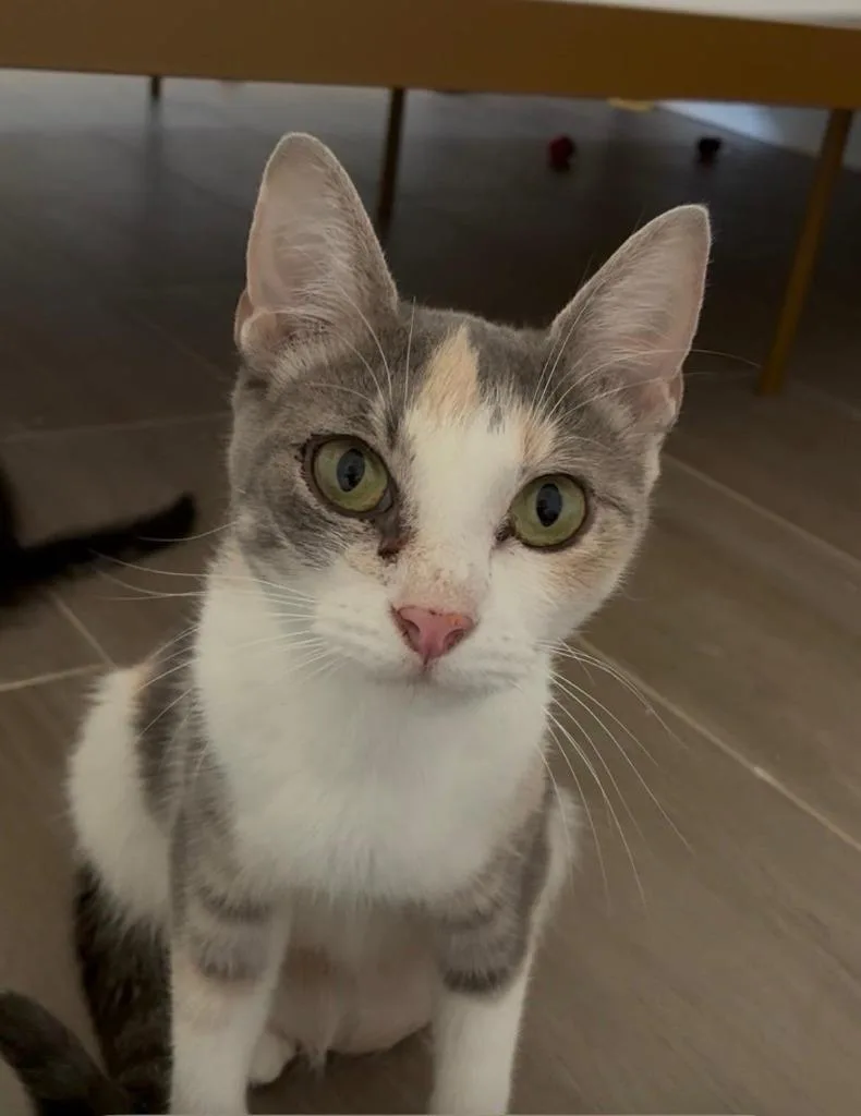 A young small-sized female Domestic Short Hair cat named Fiona for adoption in Sebastian, FL