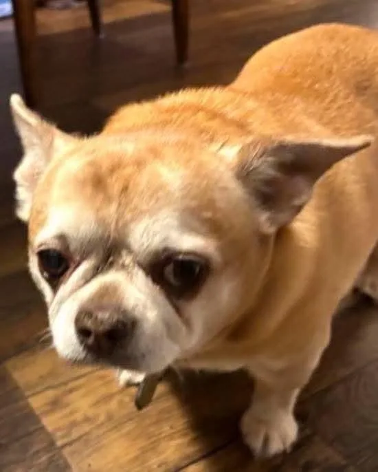 A senior small-sized male Chihuahua dog named Peanut for adoption in Panama City, FL