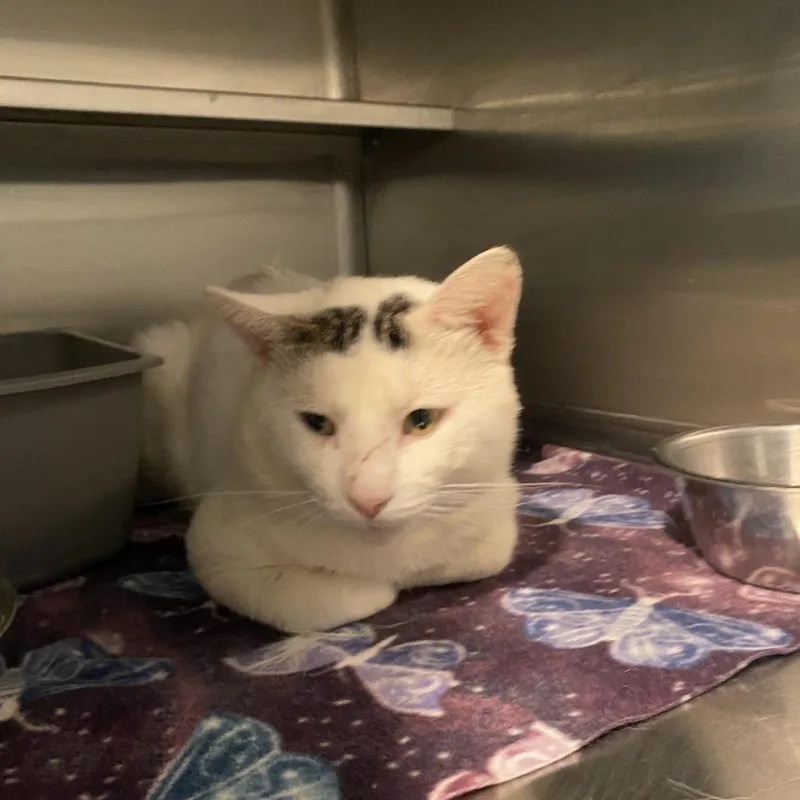 An adult small-sized male White Domestic Short Hair cat named Albuquerque for adoption in West Des Moines, IA
