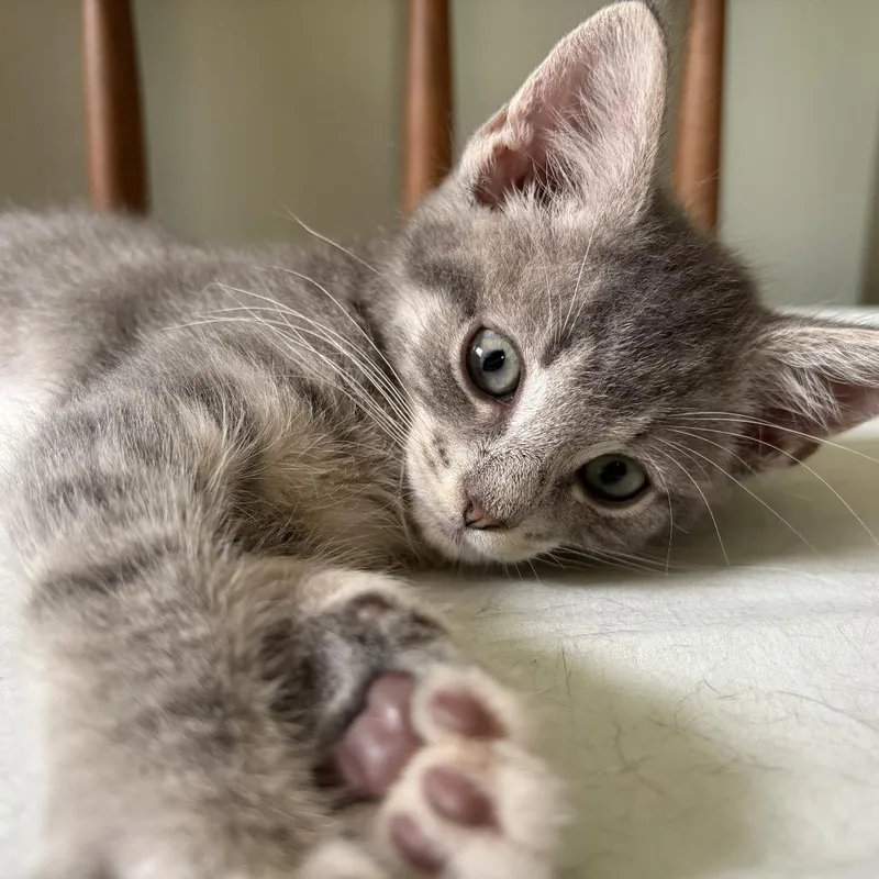 A baby small-sized male Gray / Blue / Silver Domestic Short Hair cat named Sandwich for adoption in La Grange, KY