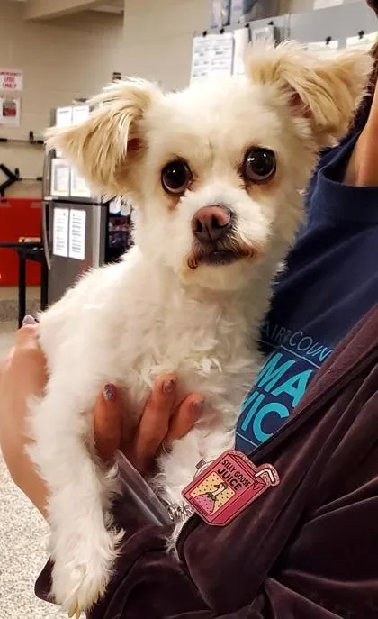 An adult small-sized female Mixed Breed dog named Scuba for adoption in Fairfax, VA