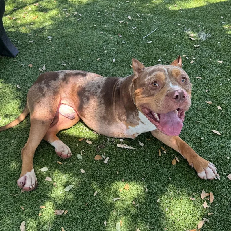 An adult large-sized male Brown / Chocolate Mixed Breed dog named Mortticai for adoption in Port Charlotte, FL