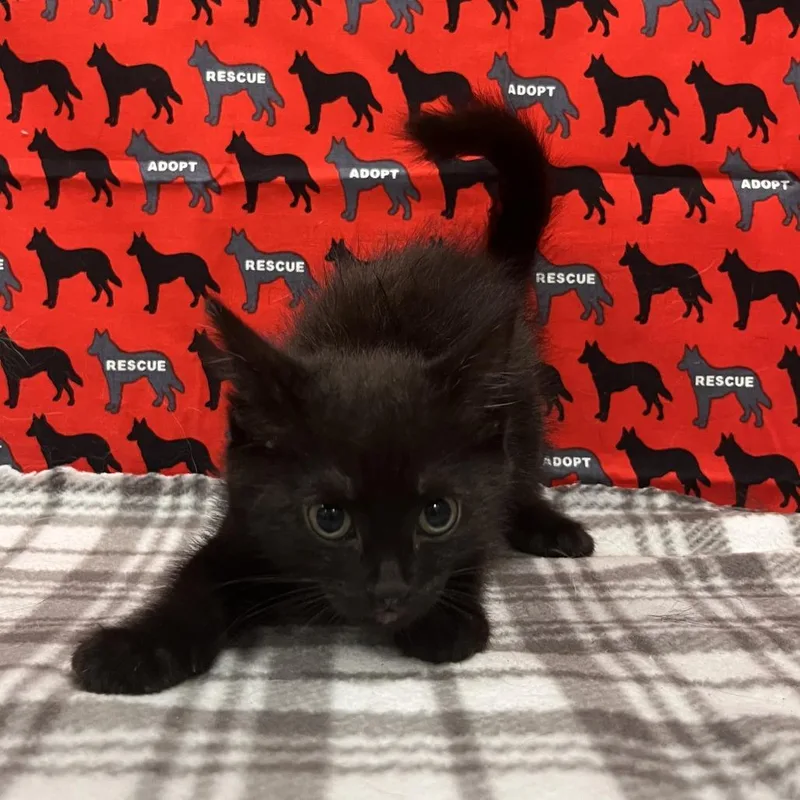 A baby small-sized male Black Domestic Short Hair cat named Luigi for adoption in Washburn, MO