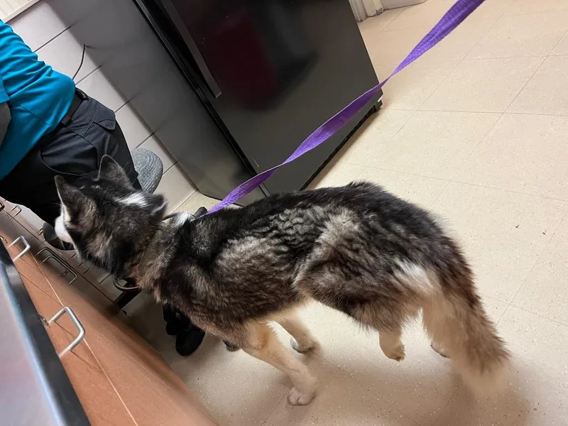 A young medium-sized male Husky dog named Hades for adoption in Bossier City, LA