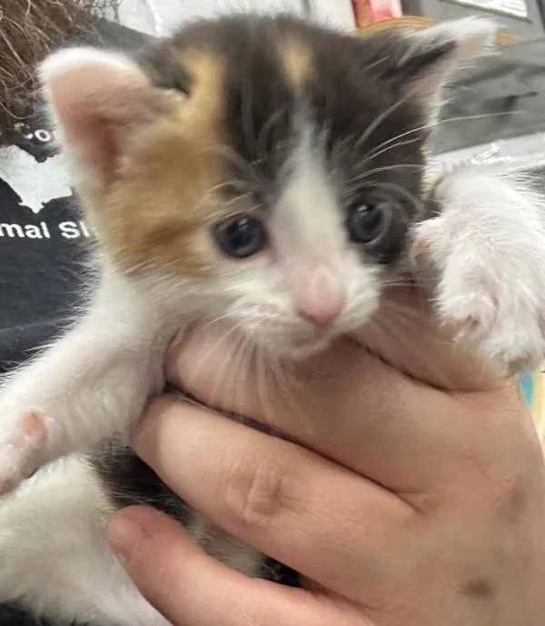 A baby small-sized female Domestic Short Hair cat named Mia for adoption in Campbellsville, KY